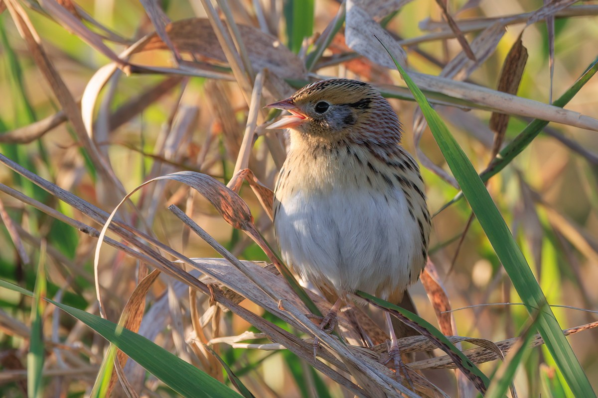 LeConte's Sparrow - ML644502379