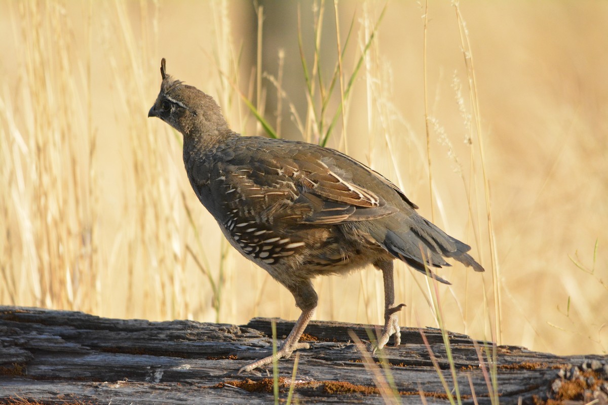 Colín de California - ML644502384