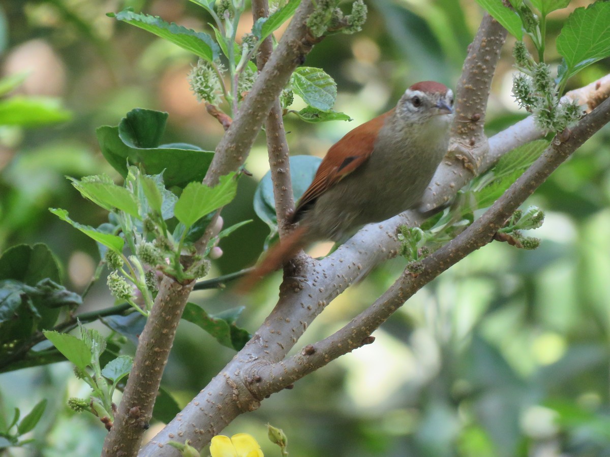 Rusty-backed Spinetail - ML644502387