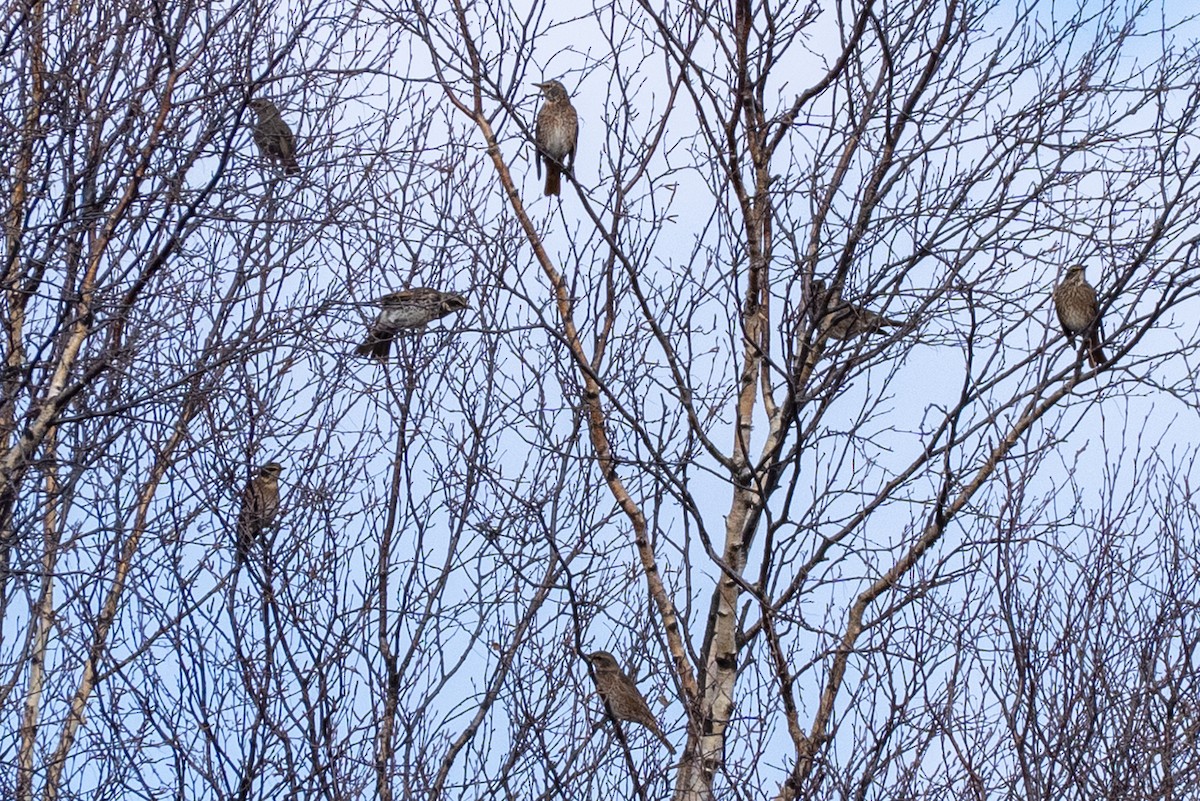 Grive de Naumann - ML644502388