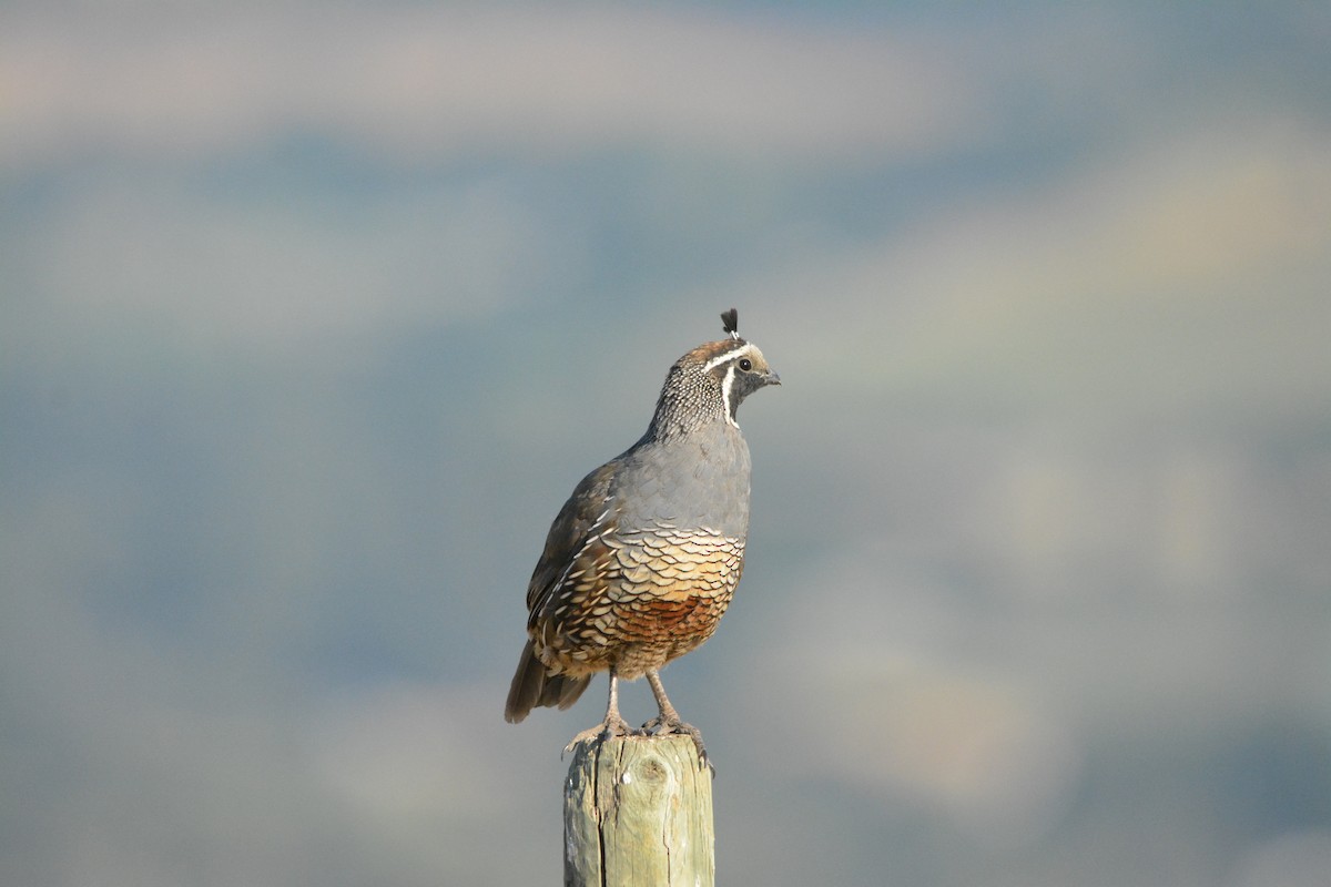 Colín de California - ML644502389