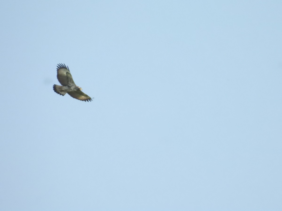 Common Black Hawk - ML644502391