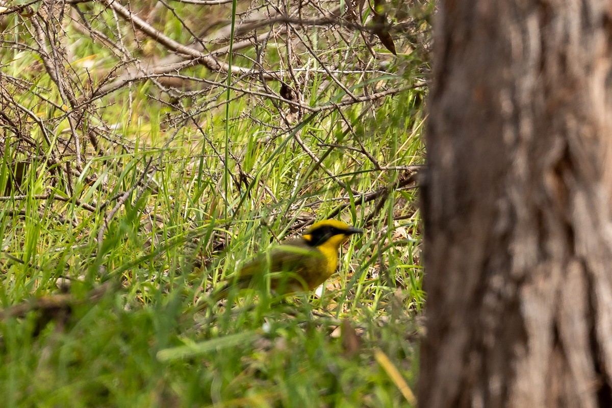 キムネミツスイ - ML644502399