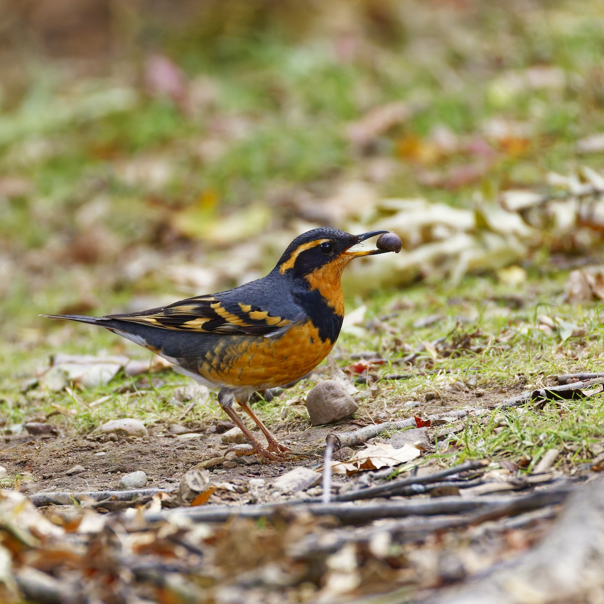 Varied Thrush - ML644502400