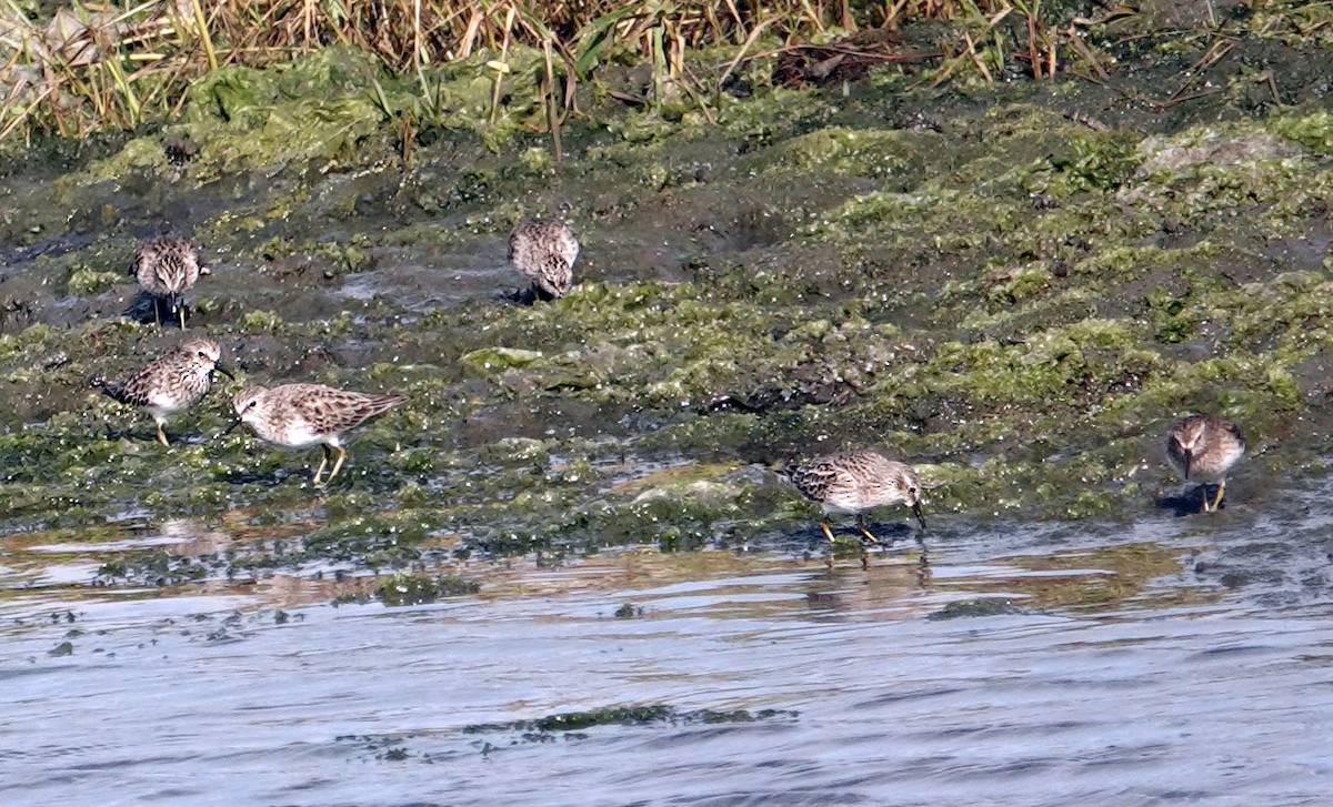 アメリカヒバリシギ - ML644502401