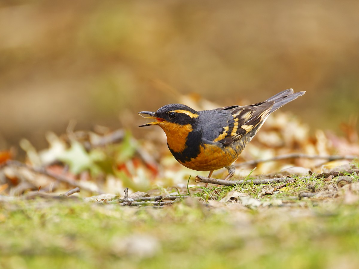 Varied Thrush - ML644502405