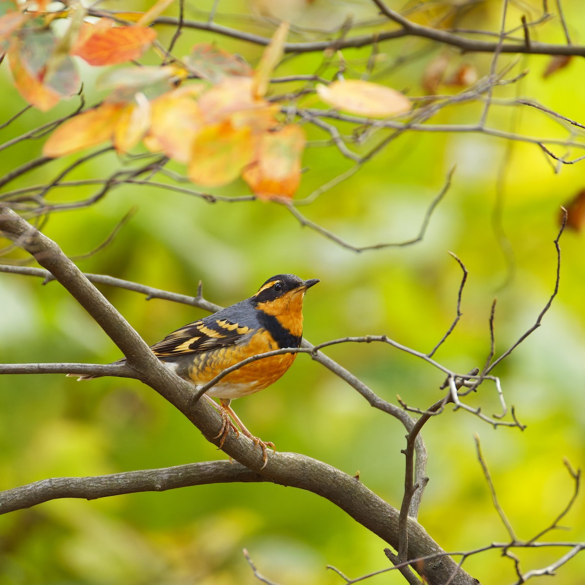 Varied Thrush - ML644502406
