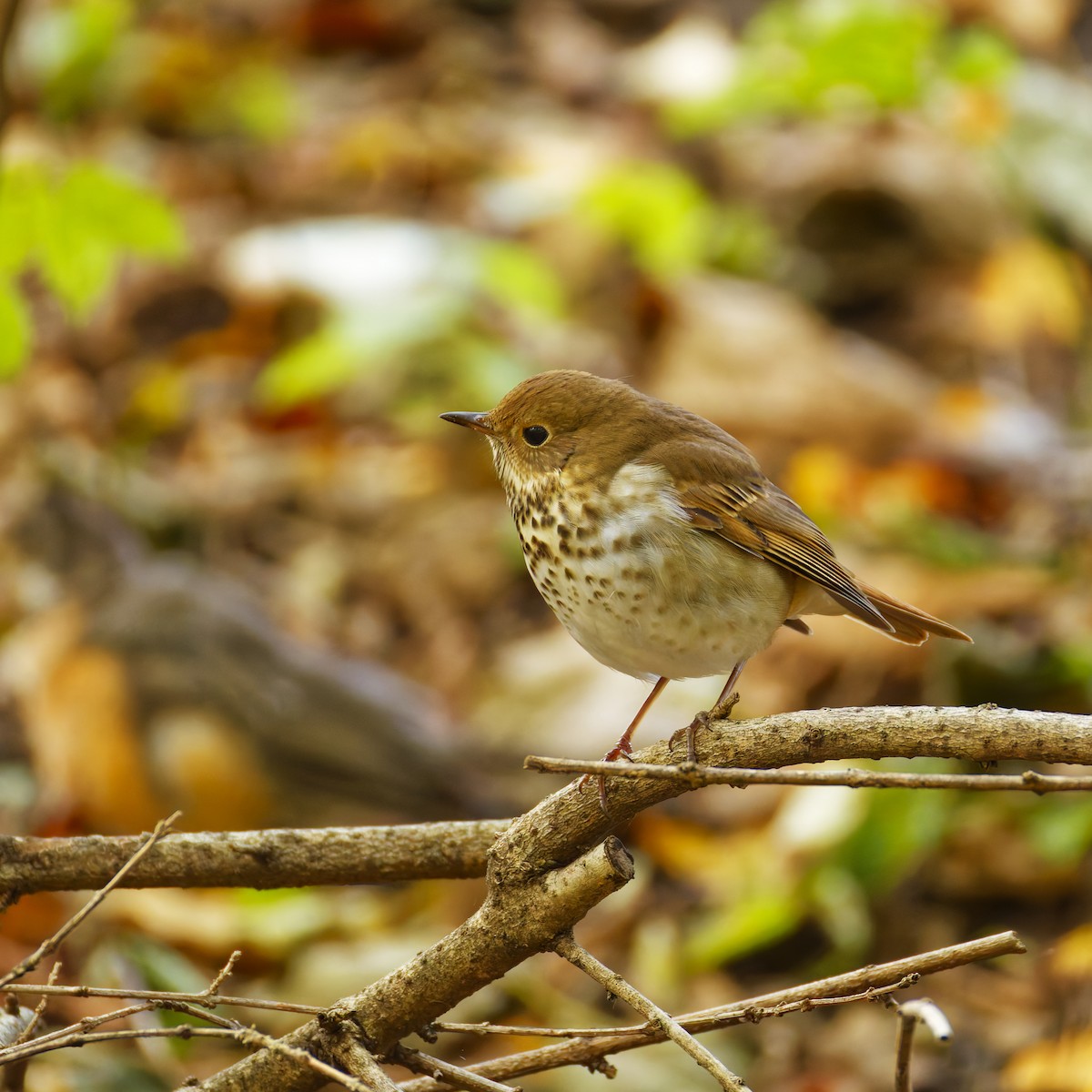 Grive solitaire - ML644502407