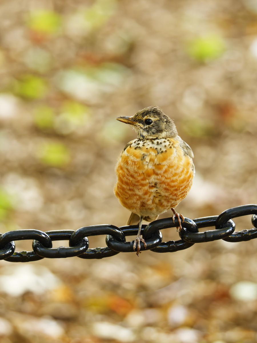 Merle d'Amérique - ML644502409