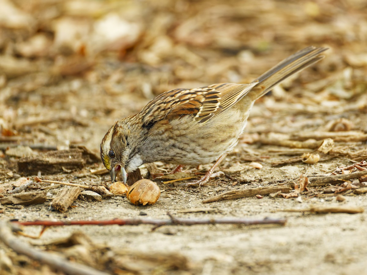White-throated Sparrow - ML644502411