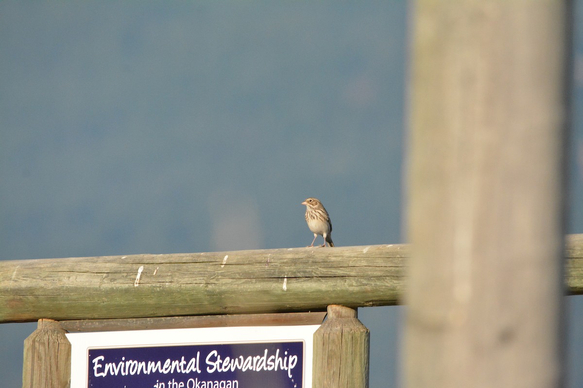 Chingolo Coliblanco - ML644502412