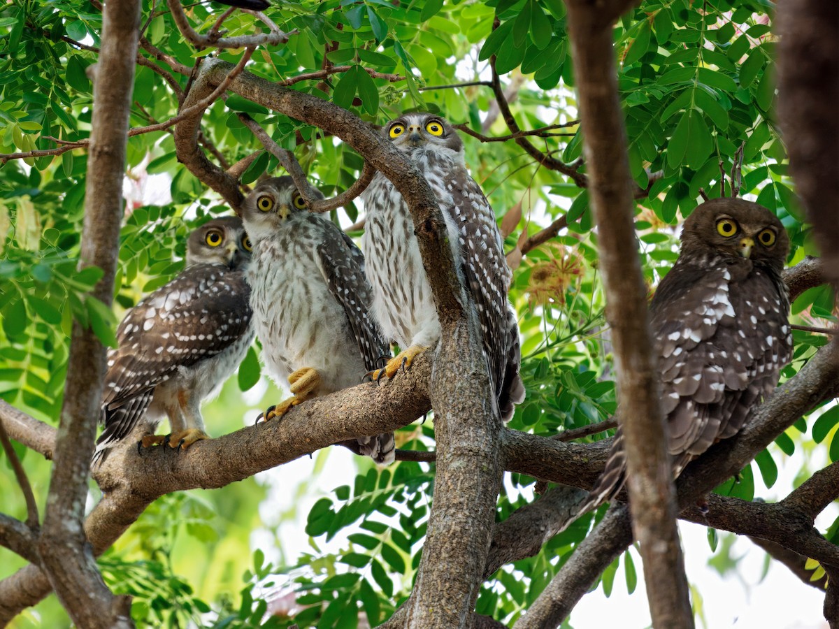 Barking Owl - ML644502413