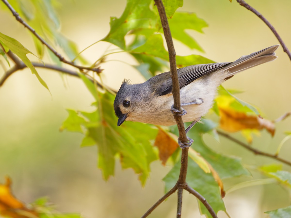 Tufted Titmouse - ML644502417