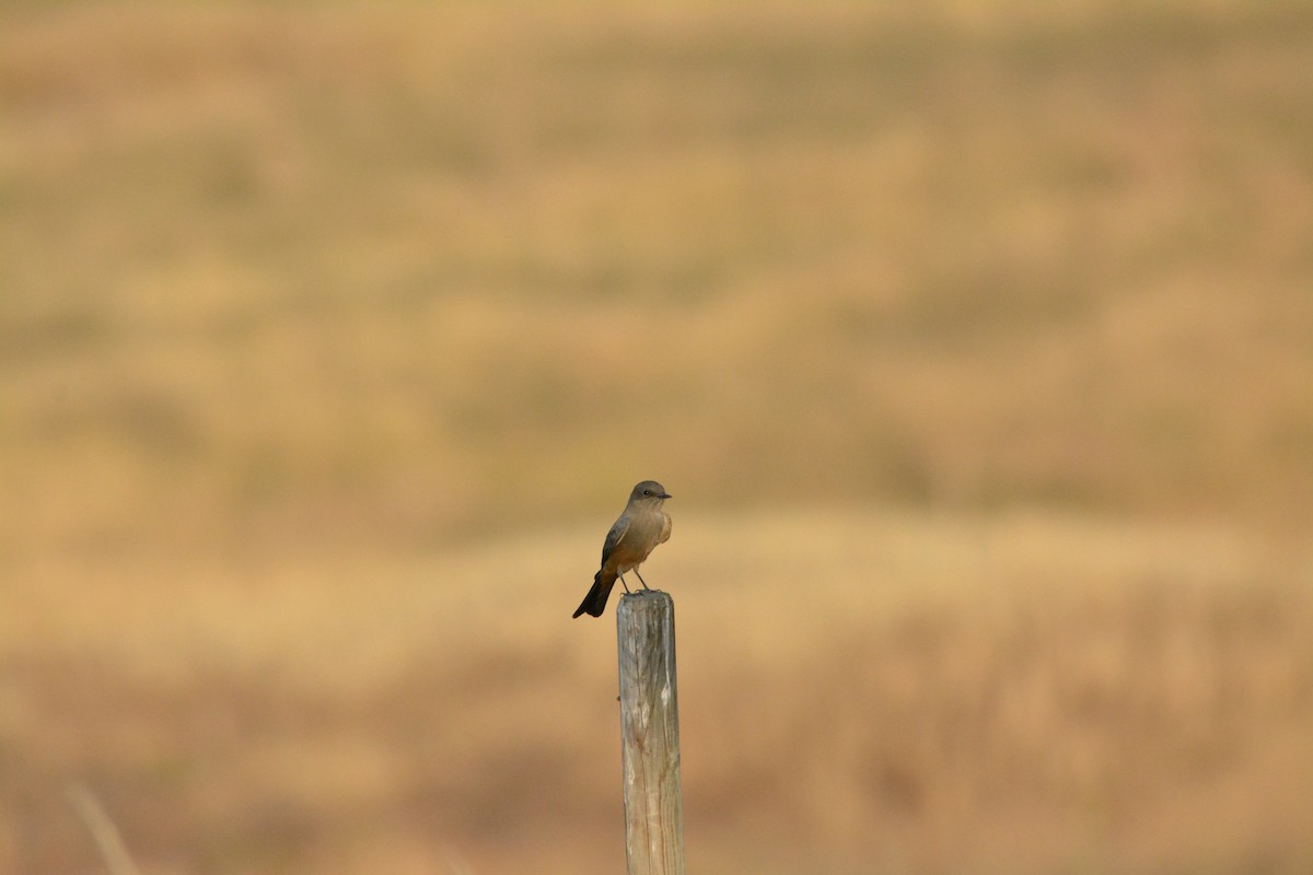 Mosquero Llanero - ML644502427