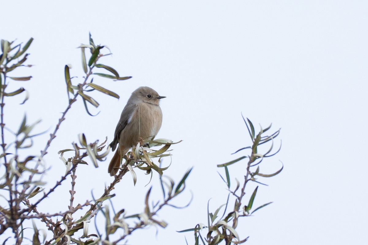 White-winged Redstart - ML644502433