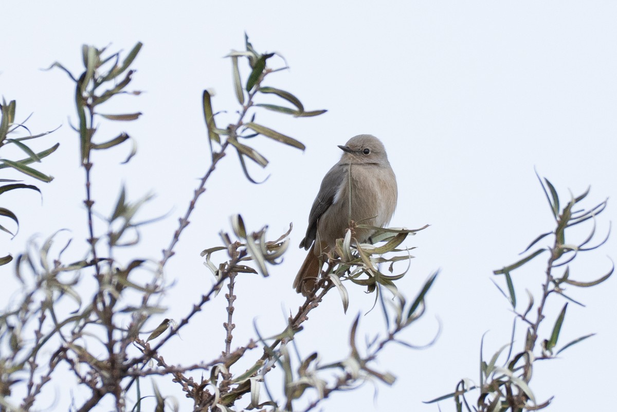 White-winged Redstart - ML644502434