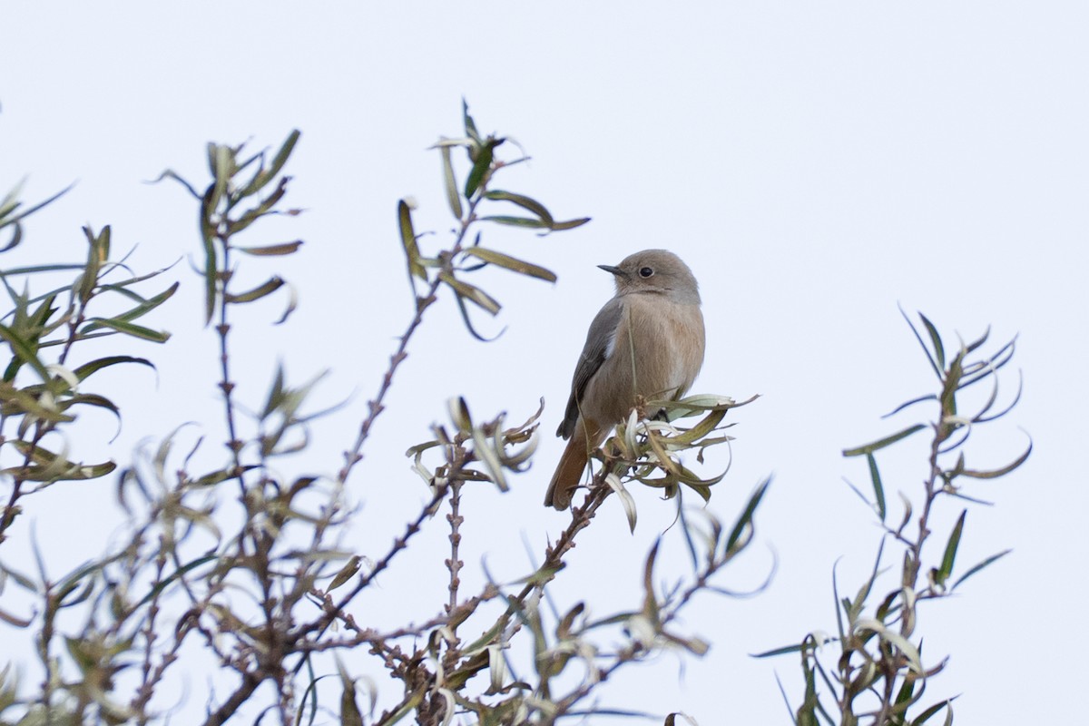 White-winged Redstart - ML644502435