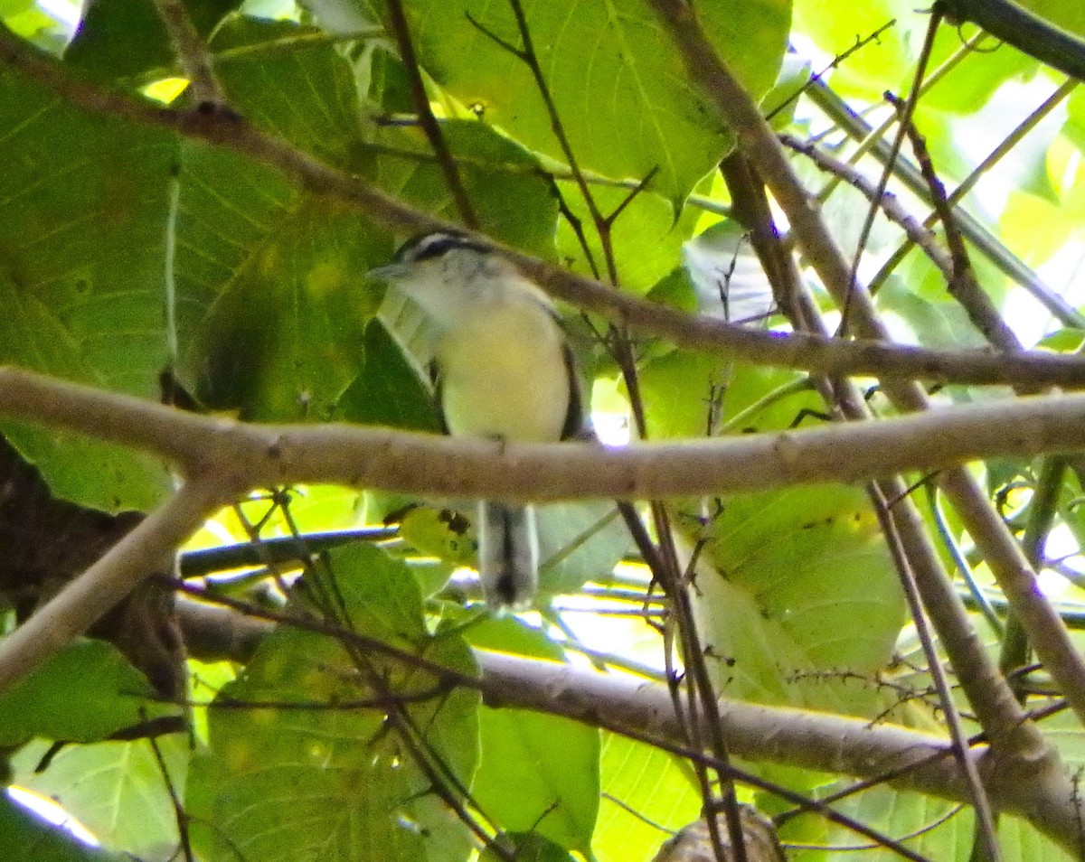 Rusty-winged Antwren - ML644502437