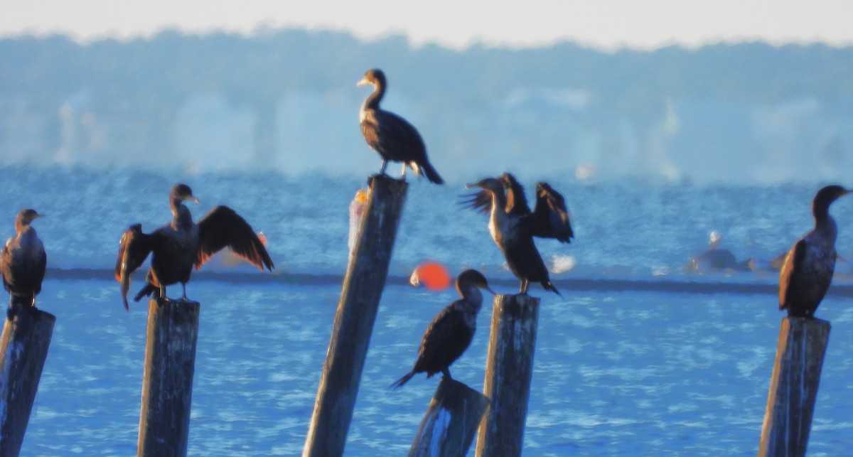 Ушастый баклан - ML644502441