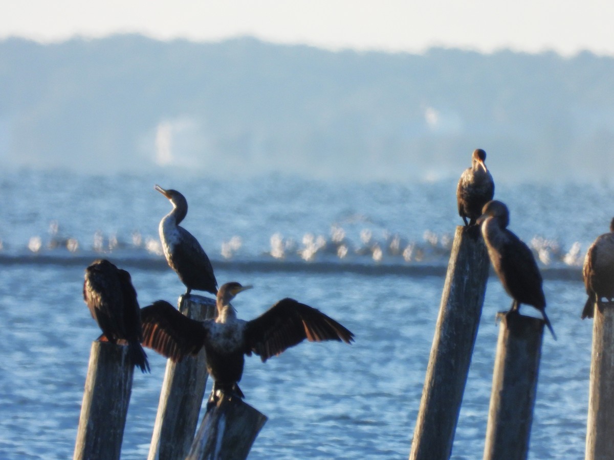 Ушастый баклан - ML644502443