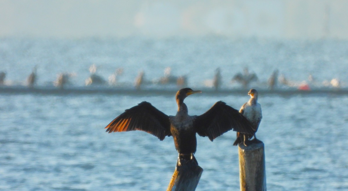 Ушастый баклан - ML644502444