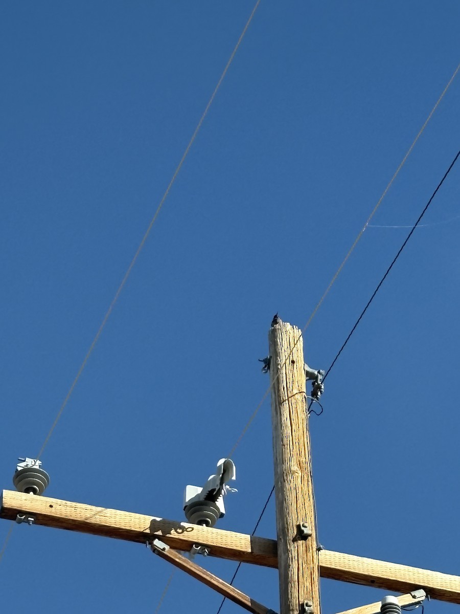 Lewis's Woodpecker - ML644502447