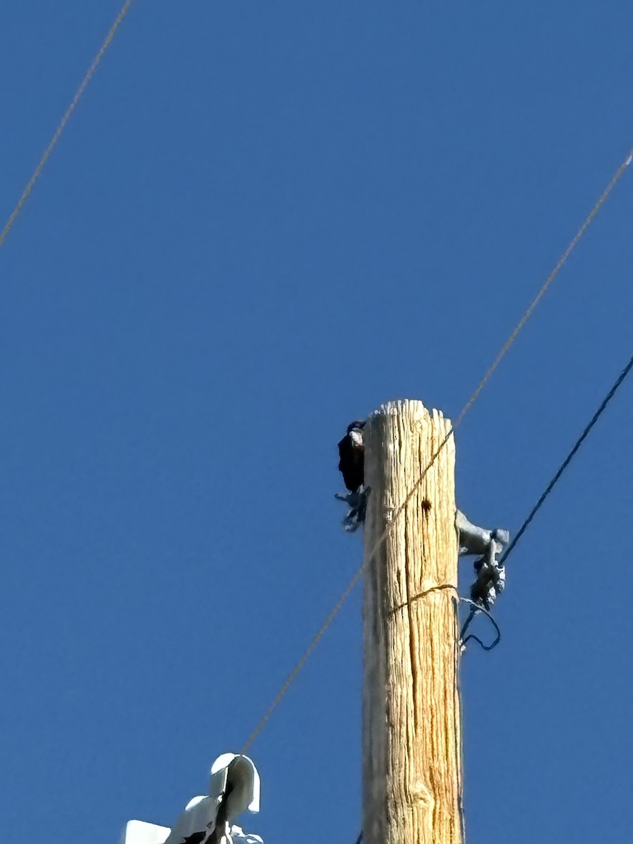 Lewis's Woodpecker - ML644502448