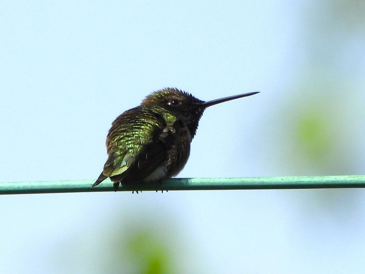 kalypta černobradá - ML644502454