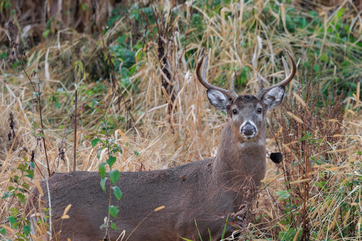 White-tailed Deer - ML644502455