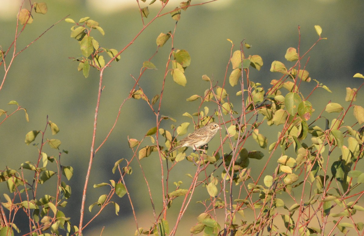 Chingolo Coliblanco - ML644502458