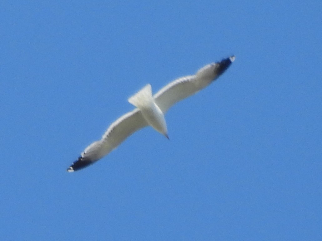 racek jezerní - ML644502462