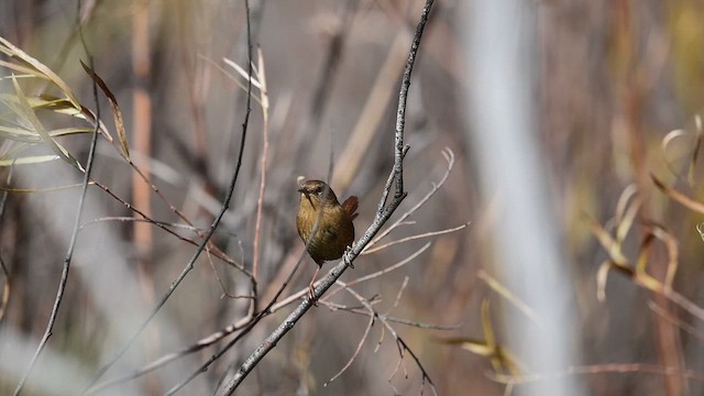 střízlík pacifický - ML644502464