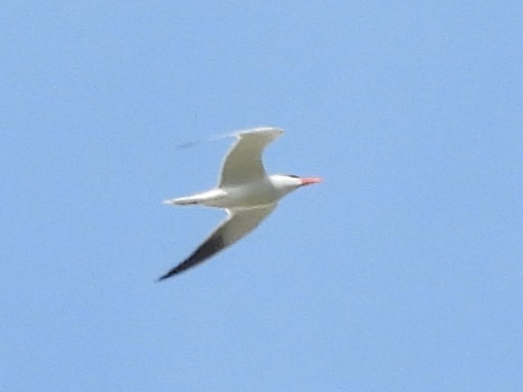 rybák velkozobý - ML644502472