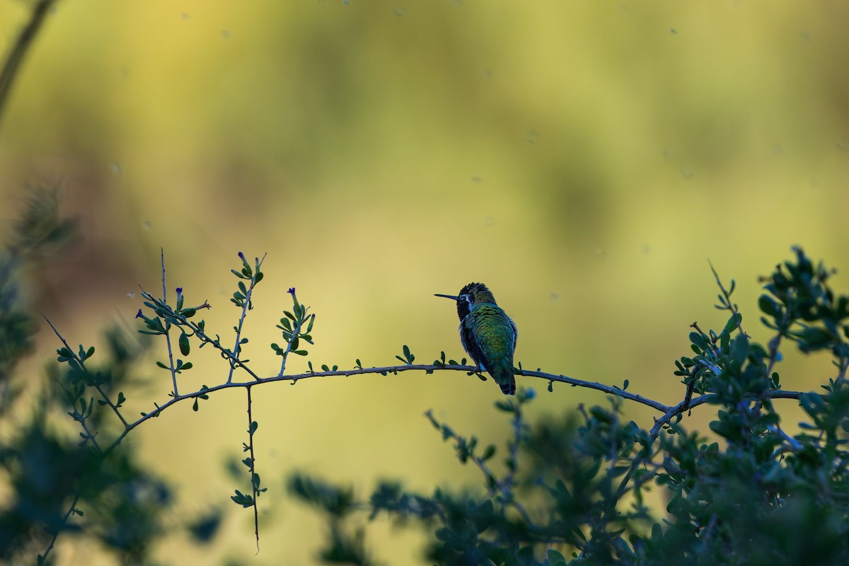 Anna's Hummingbird - ML644502475