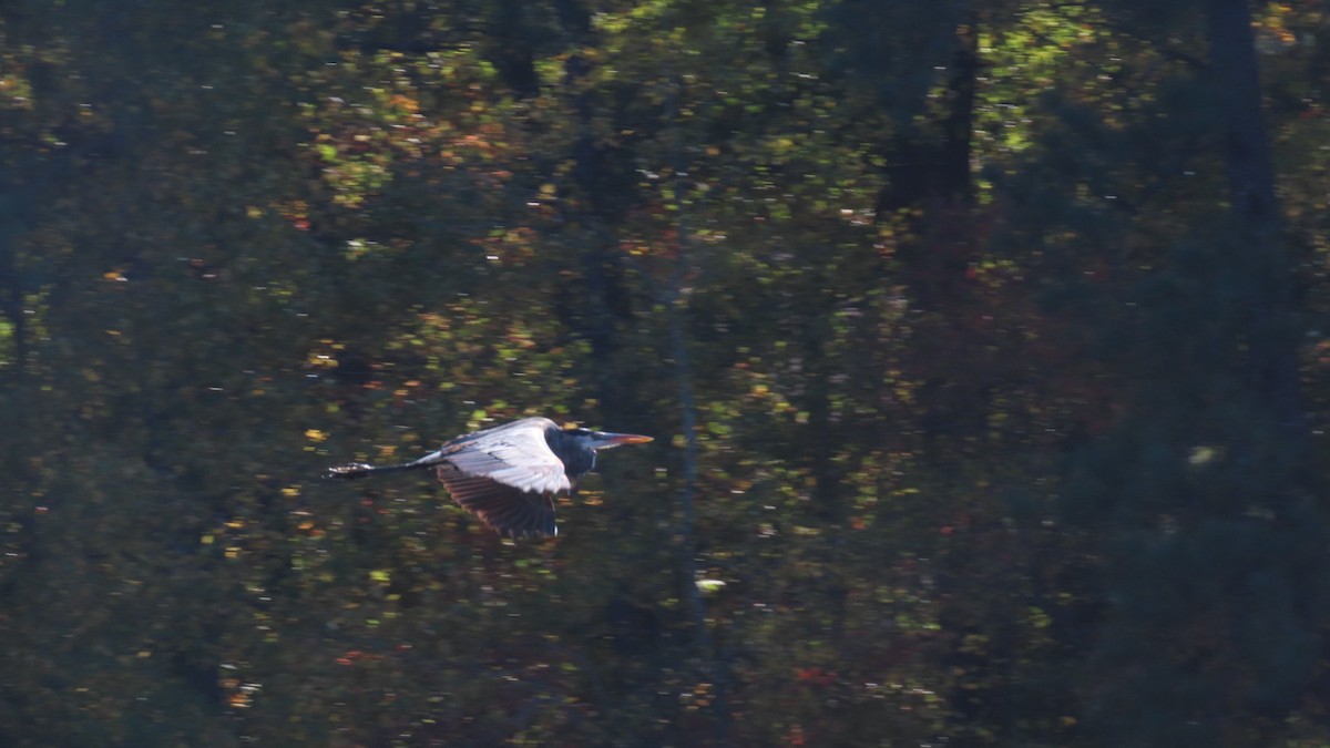 Grand Héron - ML644502476