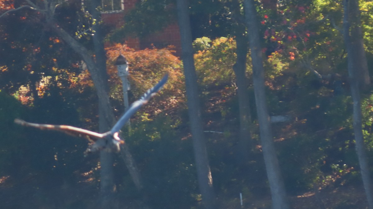 Grand Héron - ML644502477