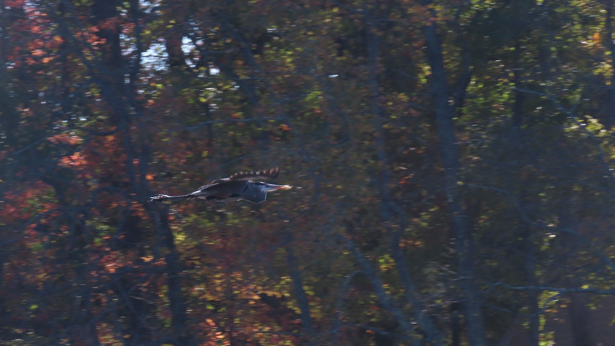 Grand Héron - ML644502478