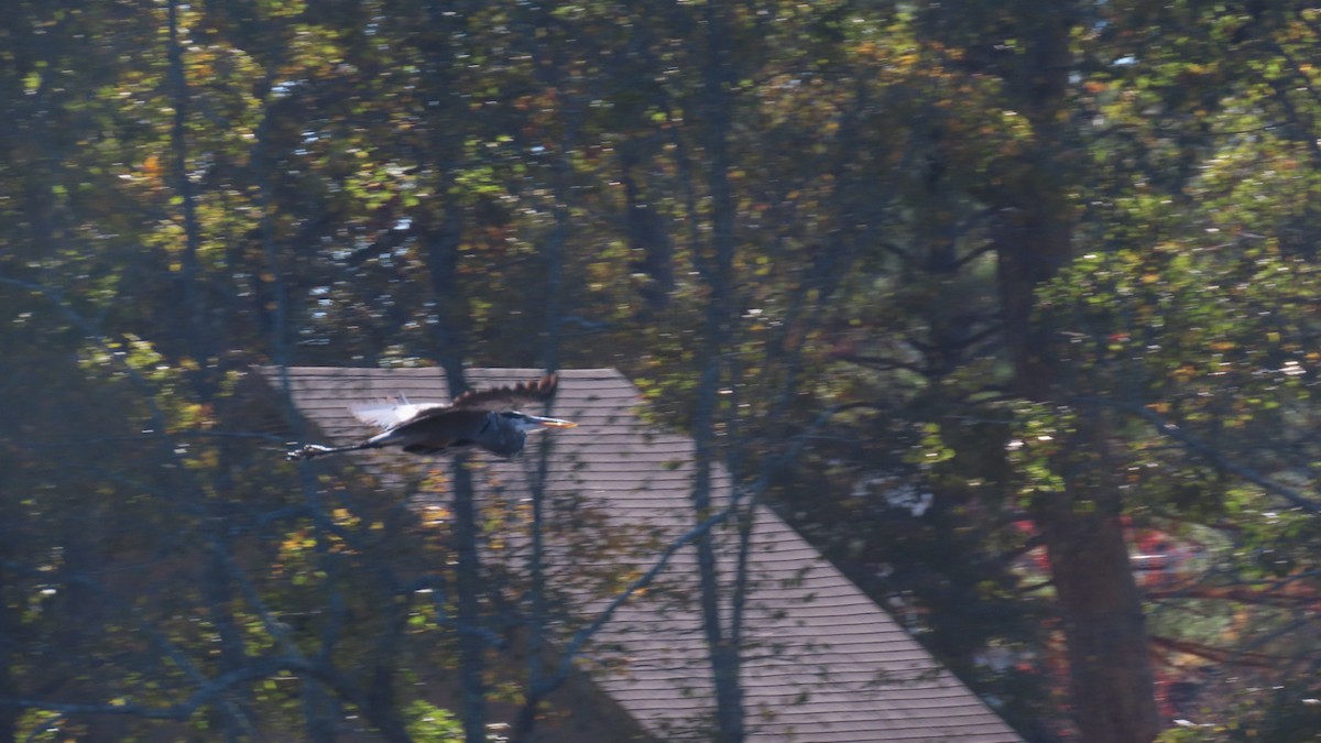 Grand Héron - ML644502479