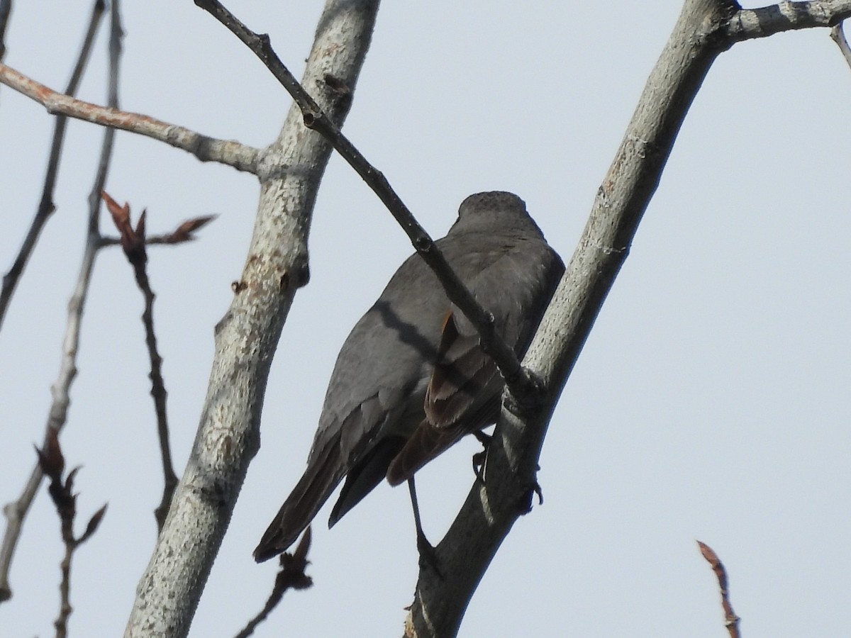 drozd stěhovavý - ML644502484