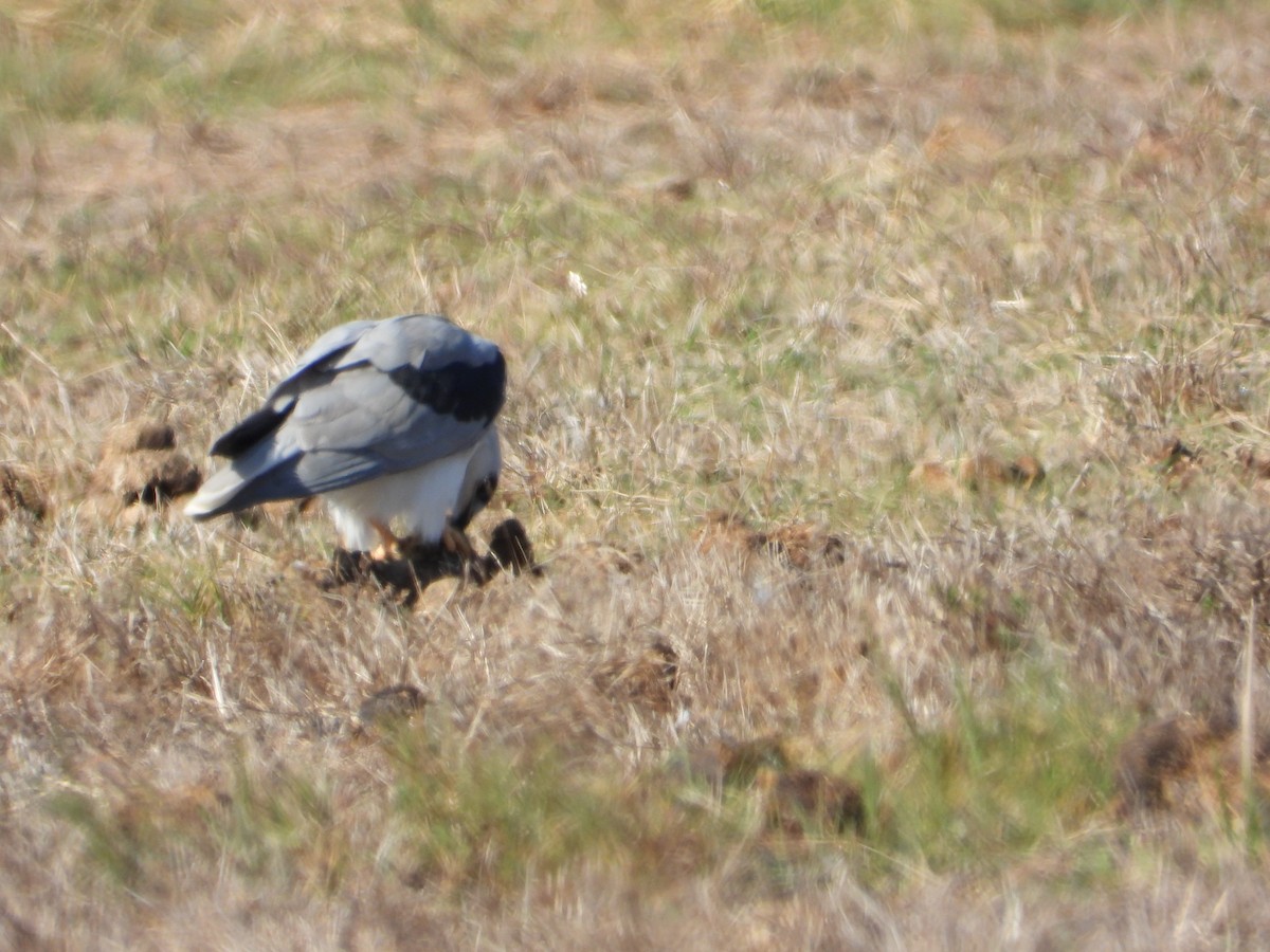 Amerika Ak Çaylağı - ML644502492