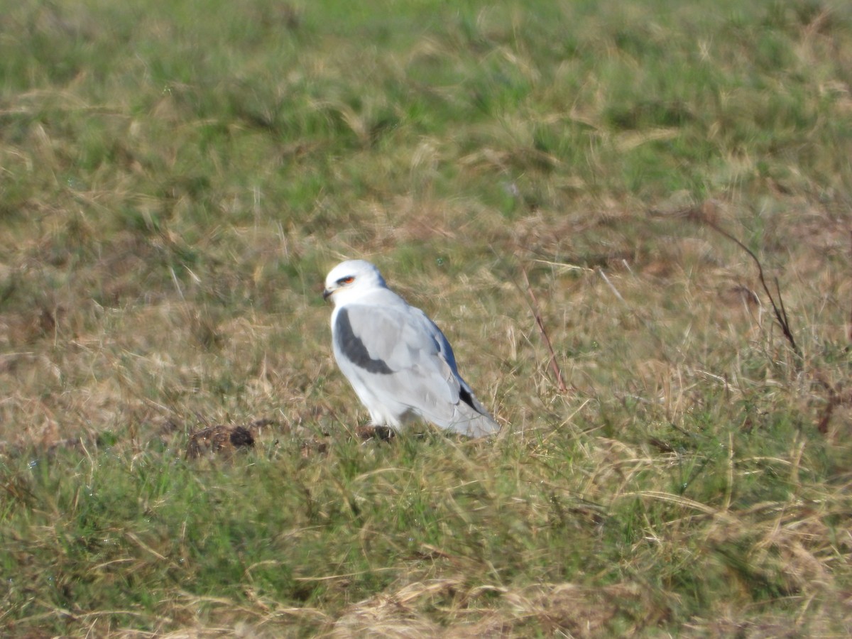 Amerika Ak Çaylağı - ML644502493