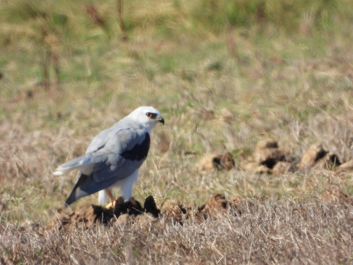 Amerika Ak Çaylağı - ML644502494