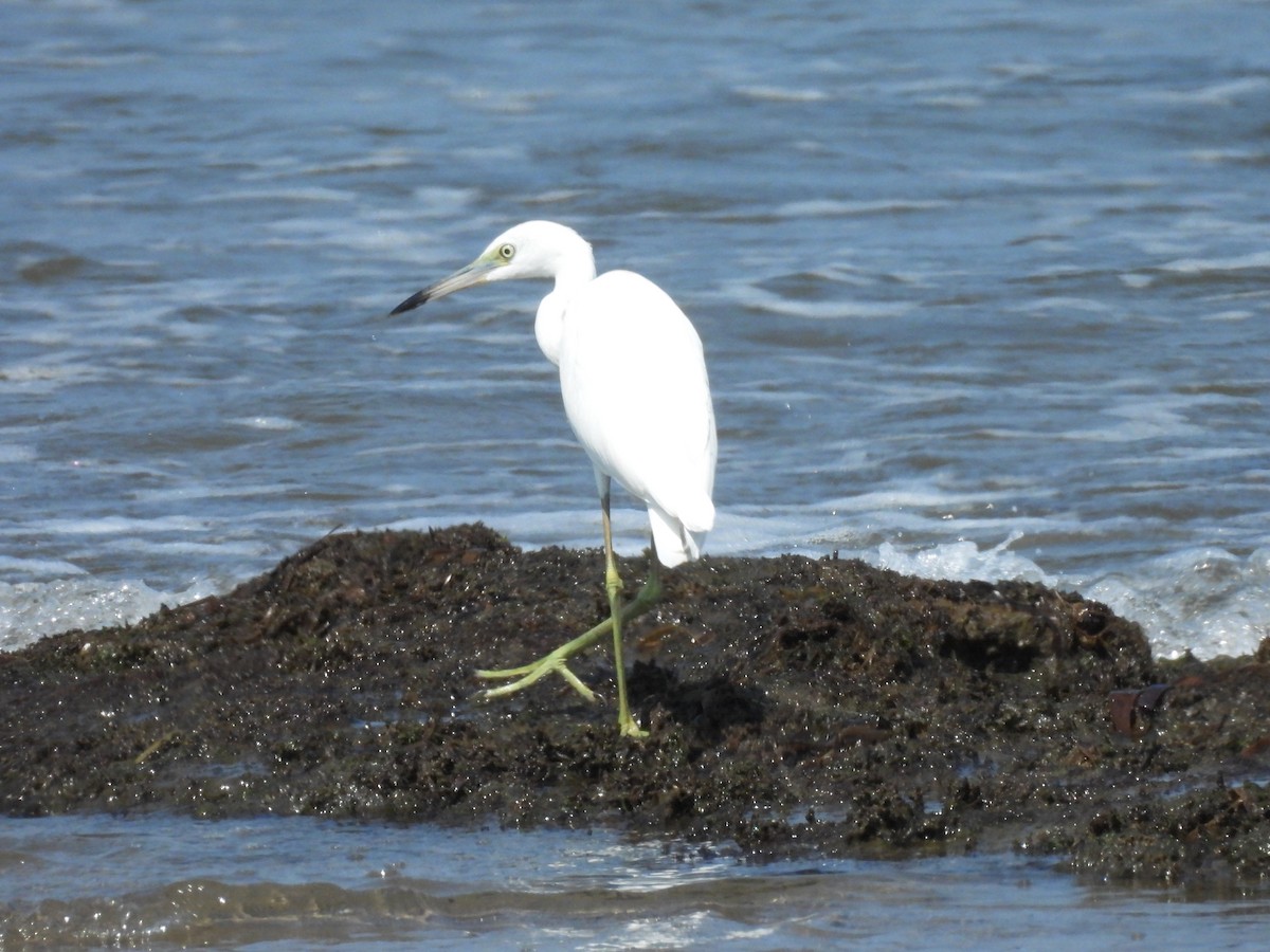 Little Blue Heron - ML644502498