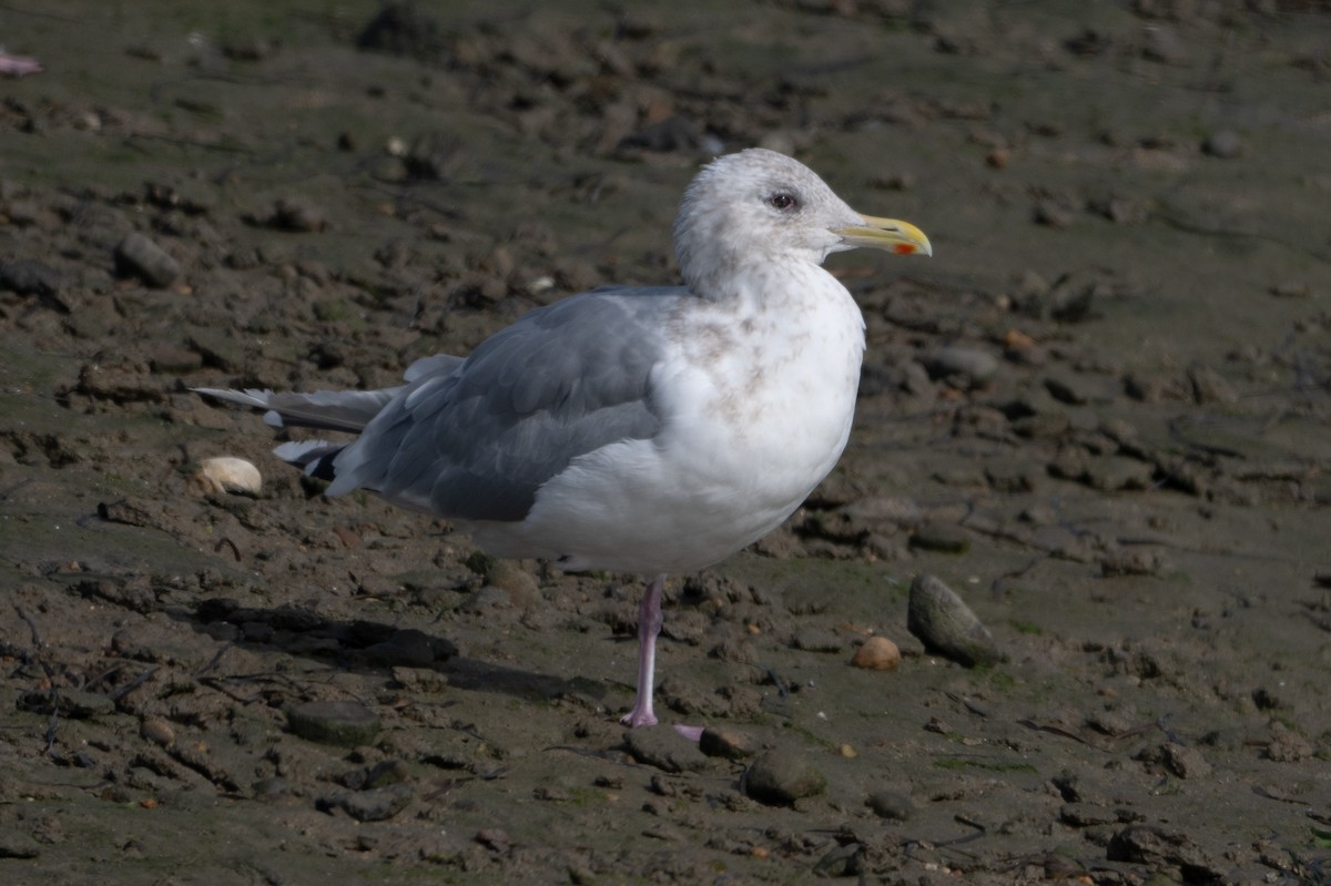 アイスランドカモメ（亜種 カナダカモメ） - ML644502500