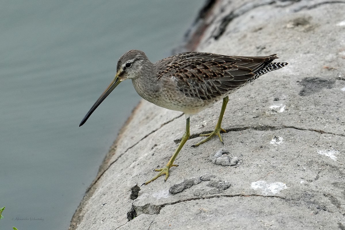 Long-billed Dowitcher - ML644502504