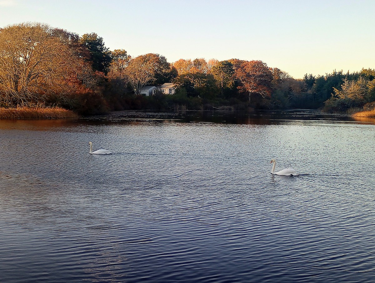 labuť velká - ML644502505