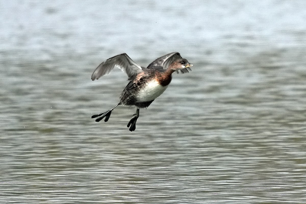 Pied-billed Grebe - ML644502507