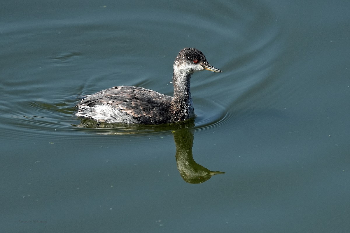 Eared Grebe - ML644502508