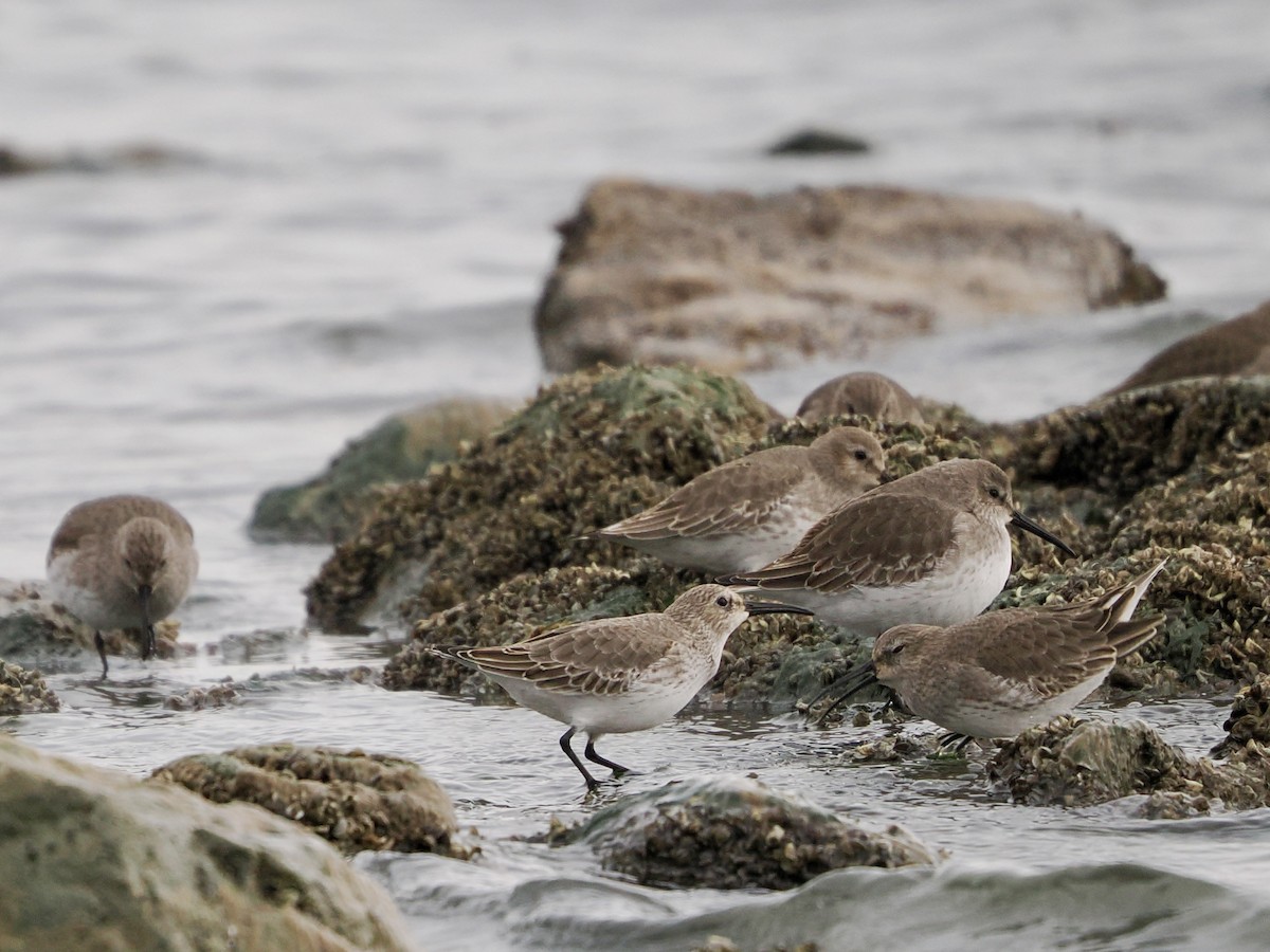 黑腹濱鷸 - ML644502510