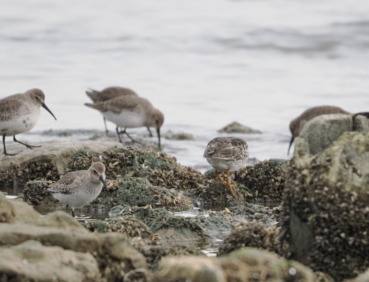 黑腹濱鷸 - ML644502511
